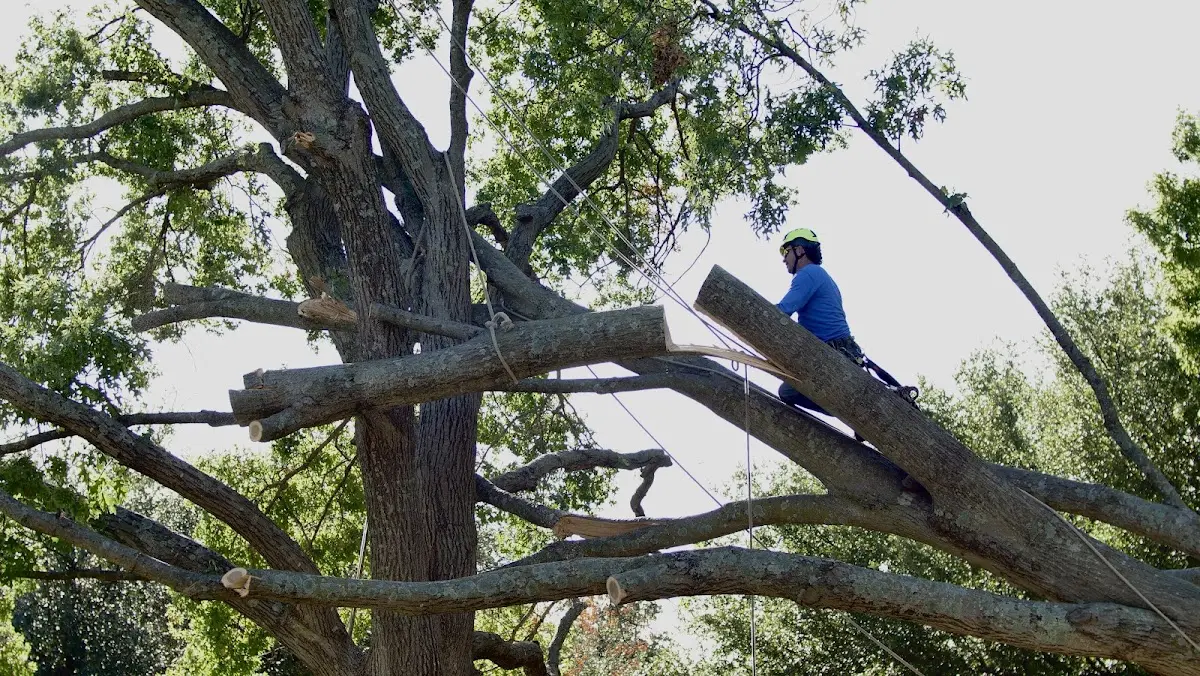 Professional Crown Thinning performed by certified arborists in Leslie