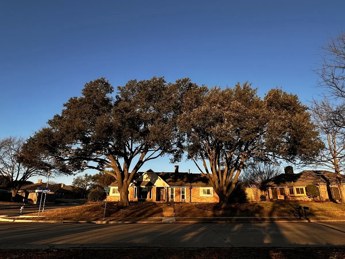 Established residential canopy tree shading a home in Leslie
